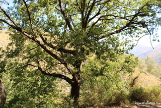 Feudo Mitogio